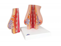model płata płucnego z otaczającymi naczyniami krwionośnymi - 130-krotne powiększenie - 3b smart anatomy 1008493 g60 3b scientific modele anatomiczne 12